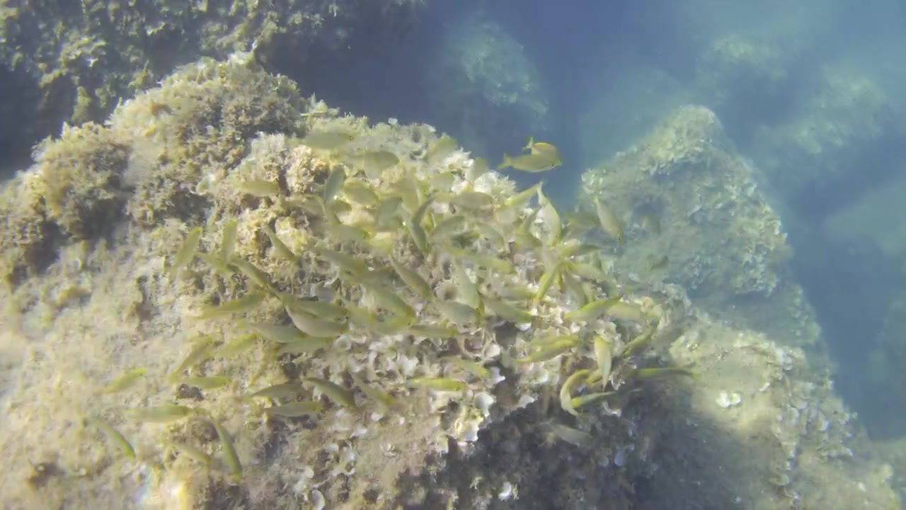 School of small fish swimming over rocks covered in marine algae and shellfish, clear blue ocean water