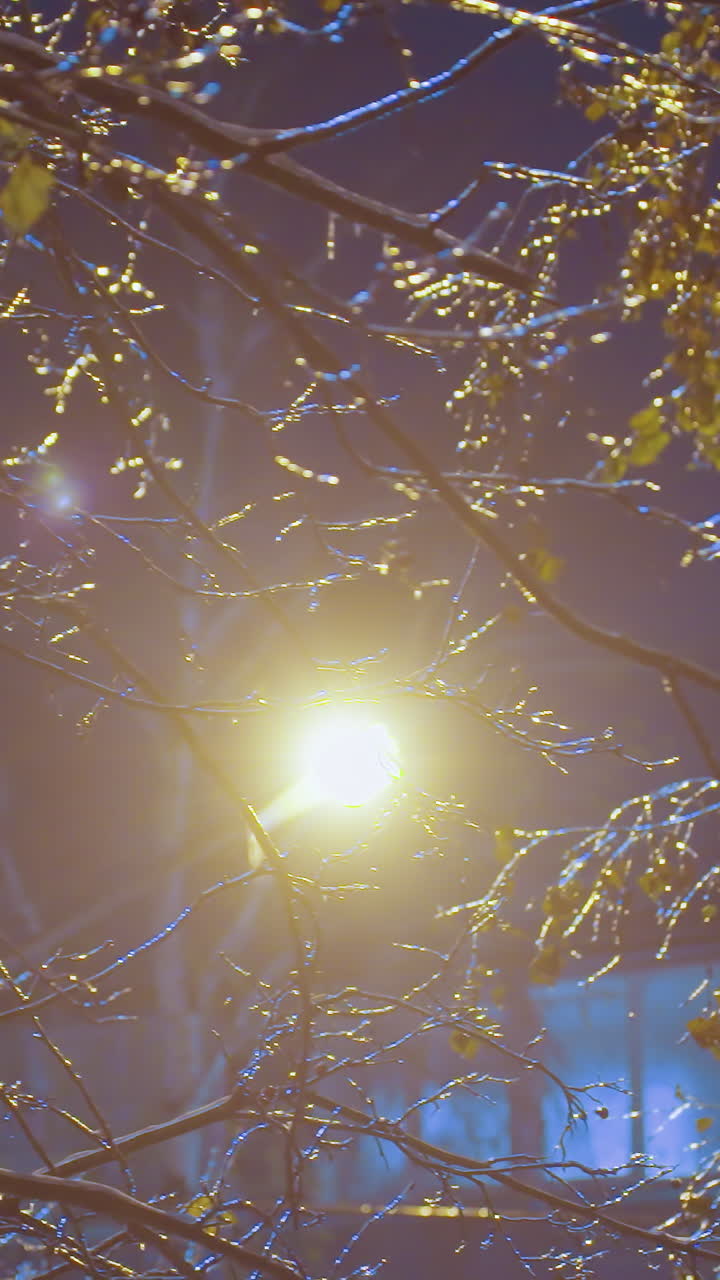 얼음으로 인 나무 가지의 클로즈업, 뒷면에 건물과 함께 거리 조명에 의해 부드럽게 조명, 어두운 하늘과 반이는 가지와 함께 조용한 겨울 장면을 만니다.