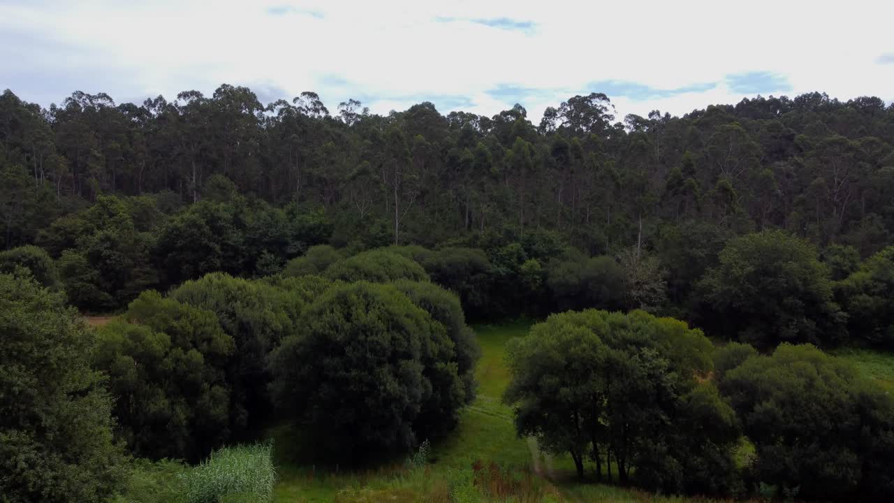 4K drone slow ascension revealing a dense, towering Eucalyptus forest and mixed native vegetation in the lush countryside of Galicia, Spain, on a cloudy day
