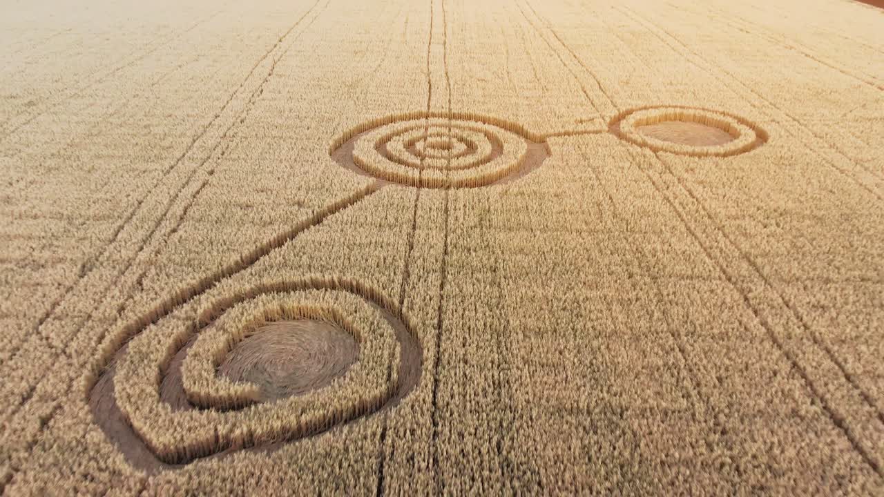 밀 에서 복잡한 작물 원 패턴