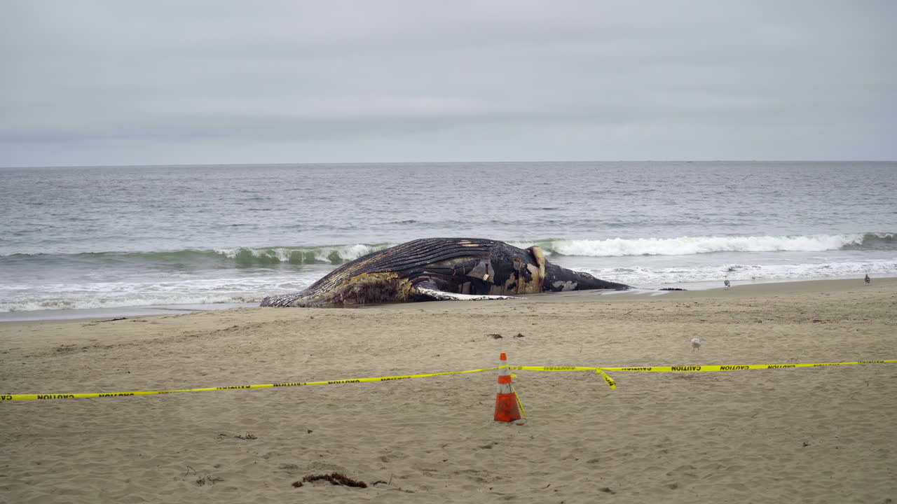 Dead Whale Cordoned Off with Caution Tape on Beach