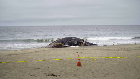 Ballena-Muerta-Acordonada-Con-Cinta-De-Precaución-En-La-Playa