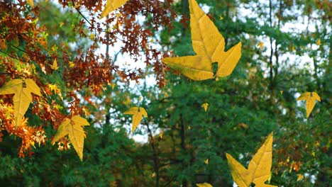 Animation-Von-Herbstblättern,-Die-Vor-Dem-Blick-Auf-Bäume-Und-Himmel-Fallen