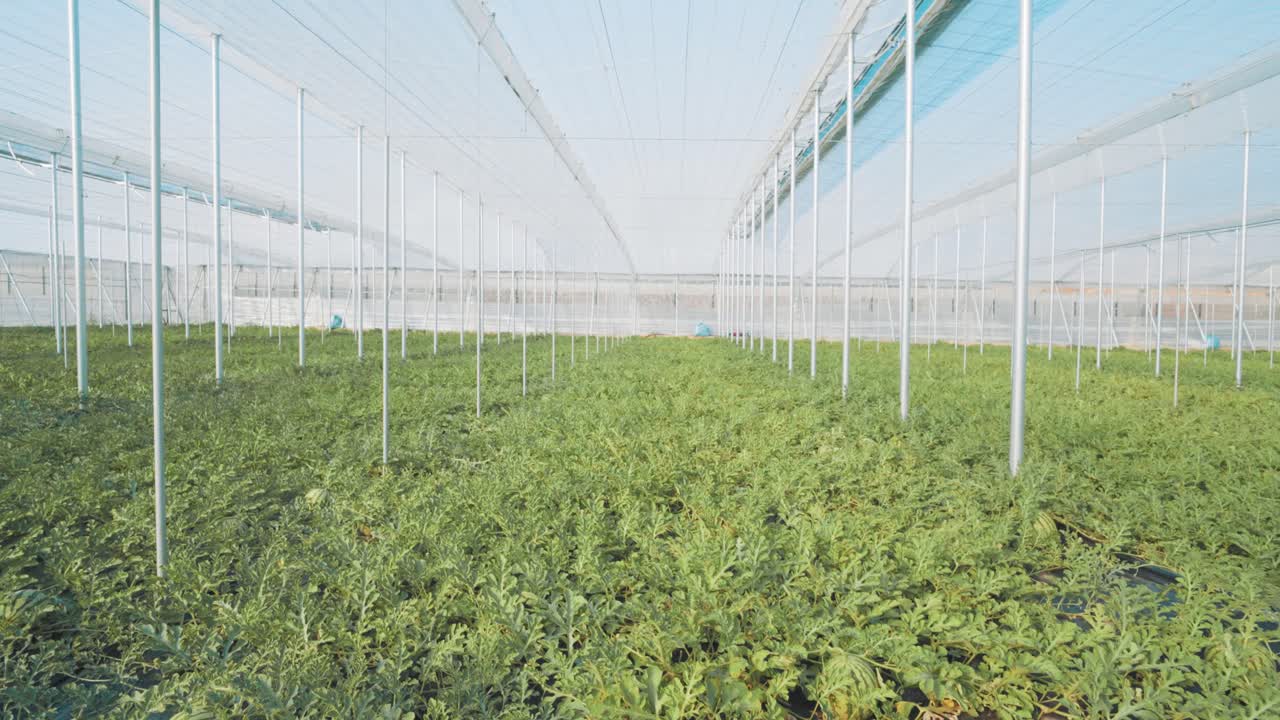 Watermelon plants growing in greenhouse: agriculture and sustainable farming