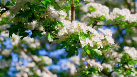 Hawthorn blossom moving gently in the summer breeze