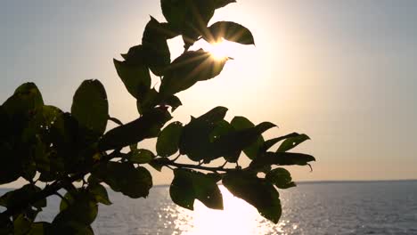 primeros planos de hojas en la brisa de verano durante la puesta de sol en un lago