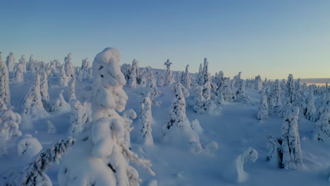 aerial view moving slowly above white winter snow covered norrbotten forest trees sweden lapland at sunrise