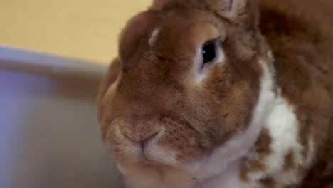 Er-Reinigt-Den-Käfig-Eines-Ingwerkaninchens-Mit-Einer-Schaufel-Und-Der-Cony-Wartet-In-Seinem-Haus