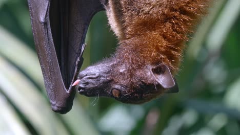 primer plano de un gran zorro volador lamiéndose el pulgar y el ala mientras cuelga boca abajo