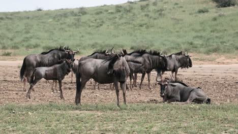 a herd of wildebeest in the kalahari national park in south africa
