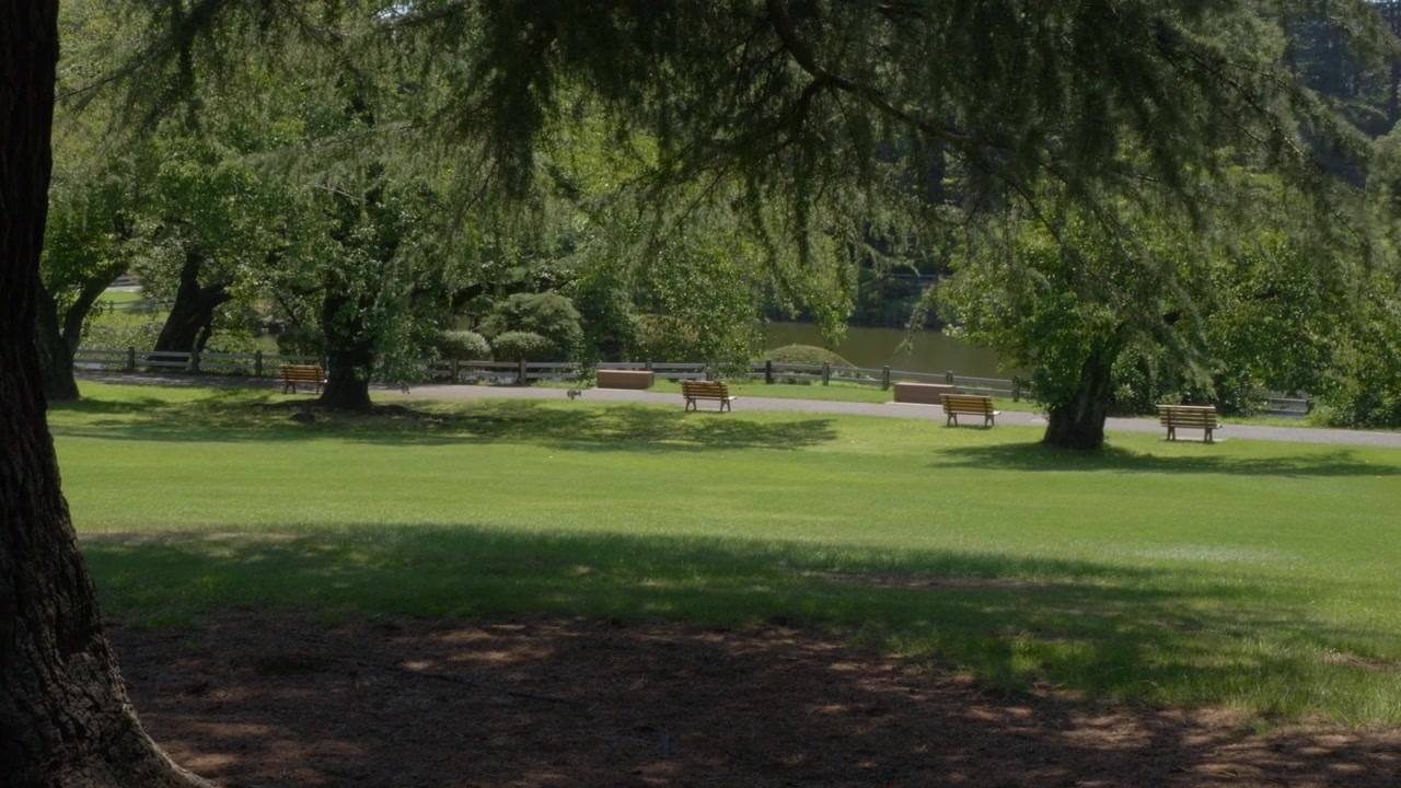 Sunlit Lawn With Leafy Trees And Wooden Benches At Shinjuku Gyoen National Garden In Tokyo, Japan. wide shot
