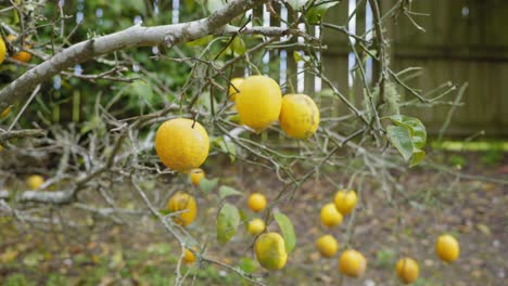 lemon-tree-at-the-backyard