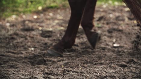 horse hooves walking on sand, dirt in a forest in slow motion, brown