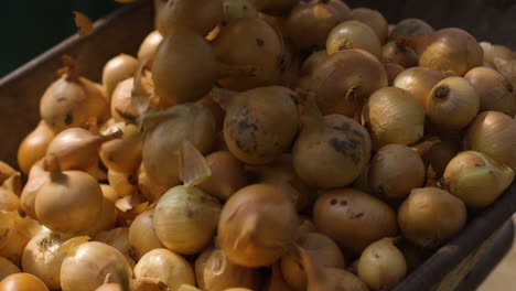 freshly harvested onions