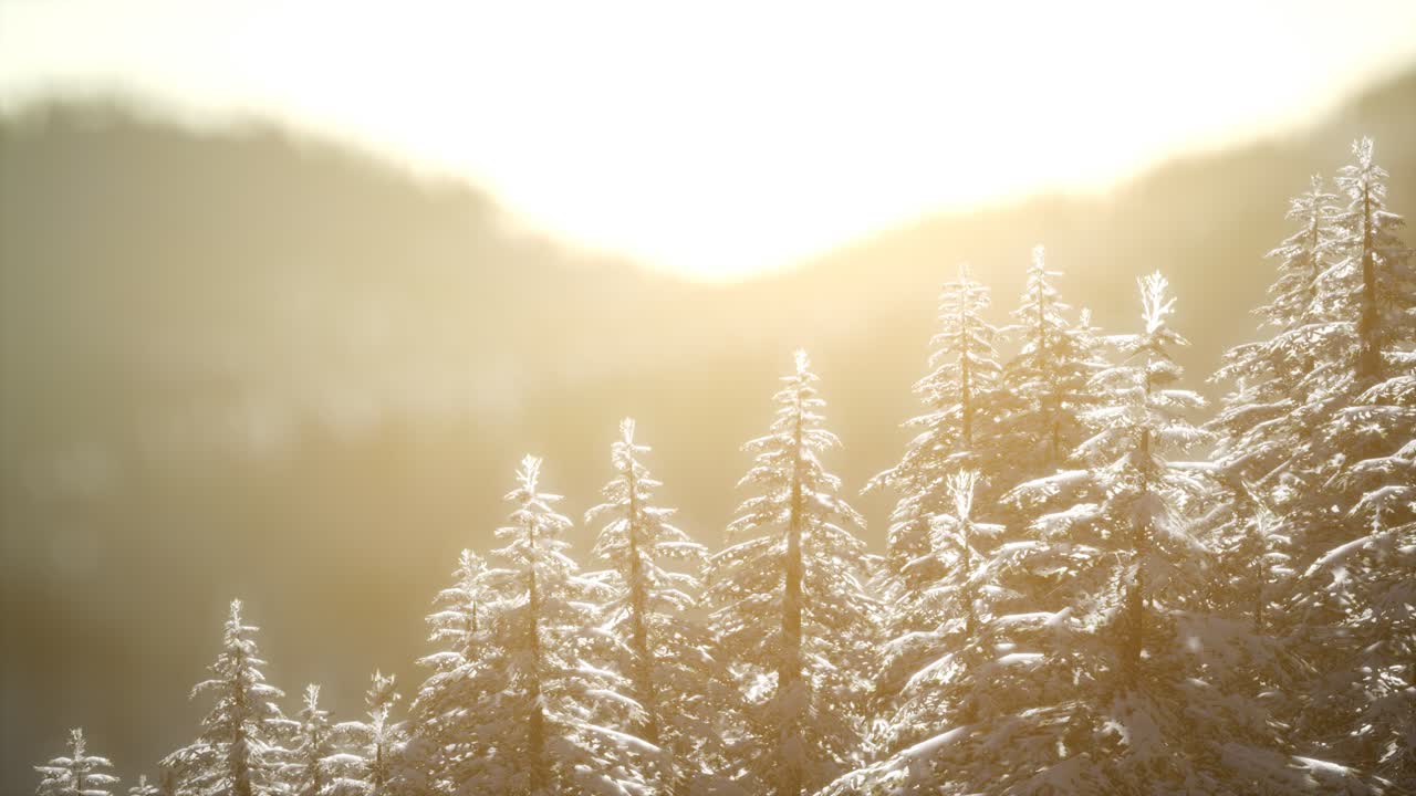 산의 숲에서 화려한 크리스마스 장면. 다채로운 겨울 해가 뜨는