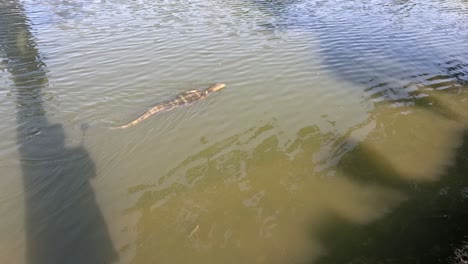 monitor lizard glides through murky water