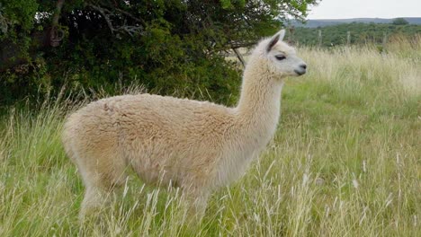 Alpaca-daydreaming,-looking-into-the-distance,-standing-on-a-pasture-in-Uruguay