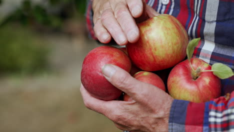 old hands of male holding red apples. close up. harvest of healthy organic fruit. blurred backdrop.