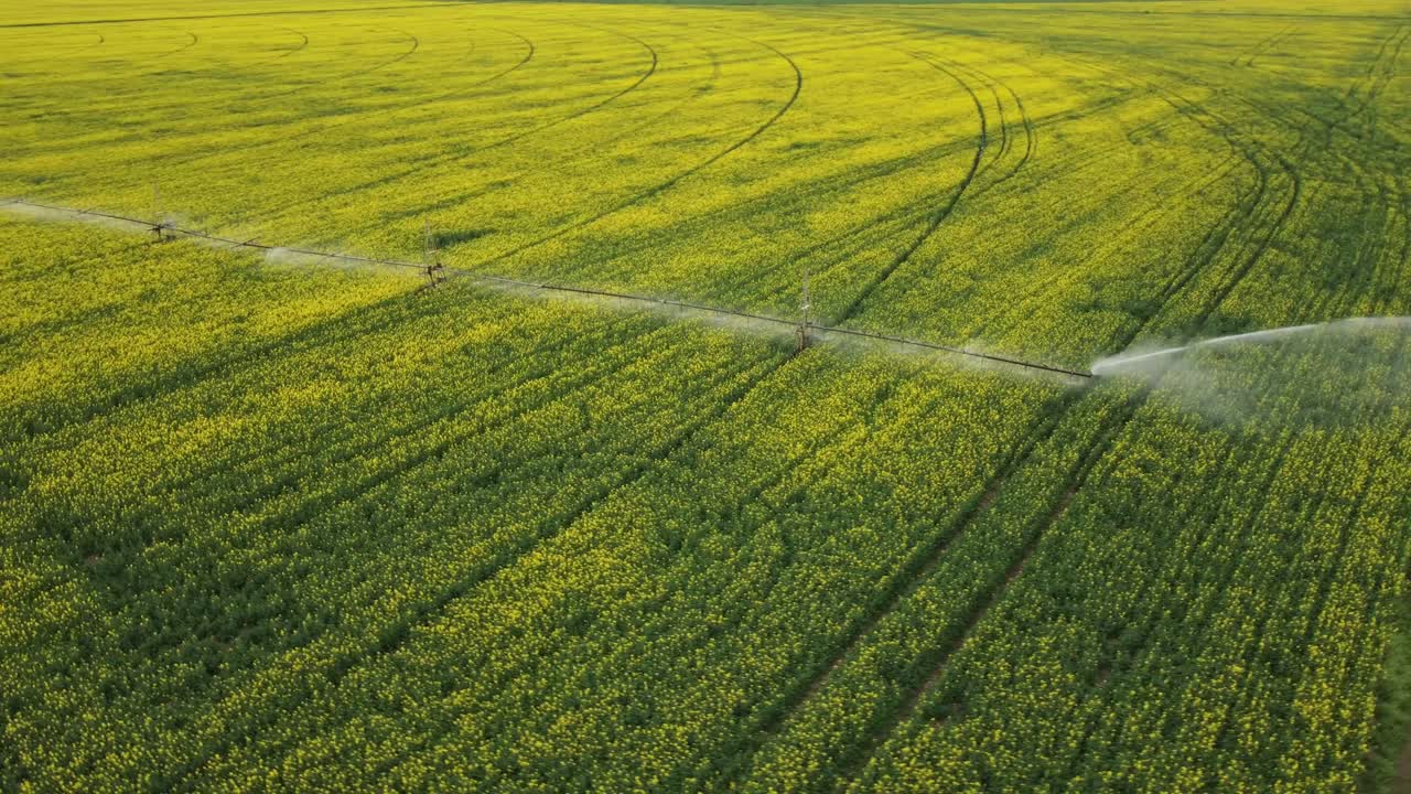 título: sistema de riego de pivote central en un campo de colza amarillo vista aérea