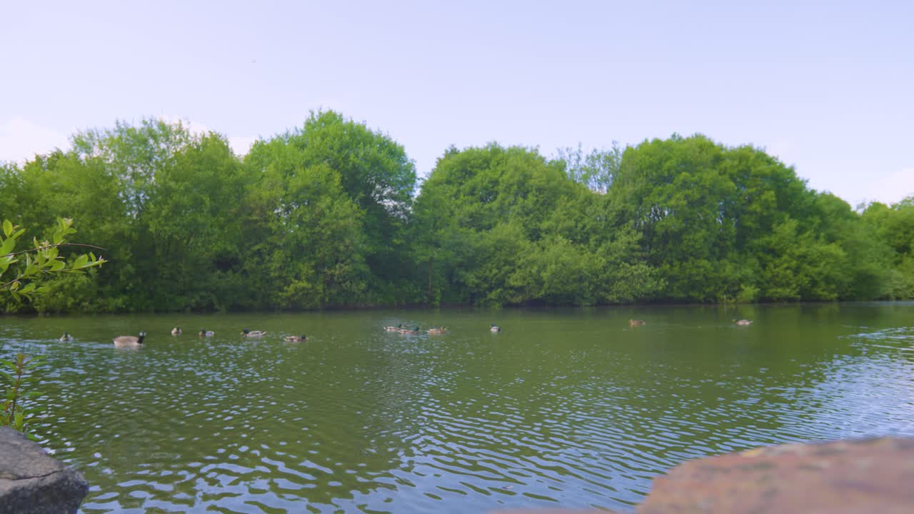 Calm Lake with Various Birds including Canada Goose, Ducks with Tall Trees Lining Lakeside.