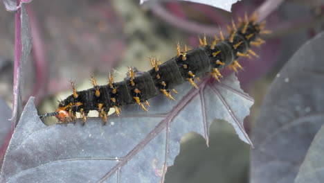 close up shot of wild caterpillar eating green leaf in forest during daytime