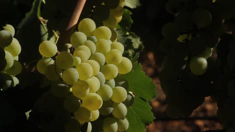uvas colgando de la vid