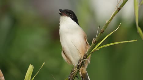 extreme close-up long-tailed shrike chittering perched on twig and flies away, or black-headed shrike