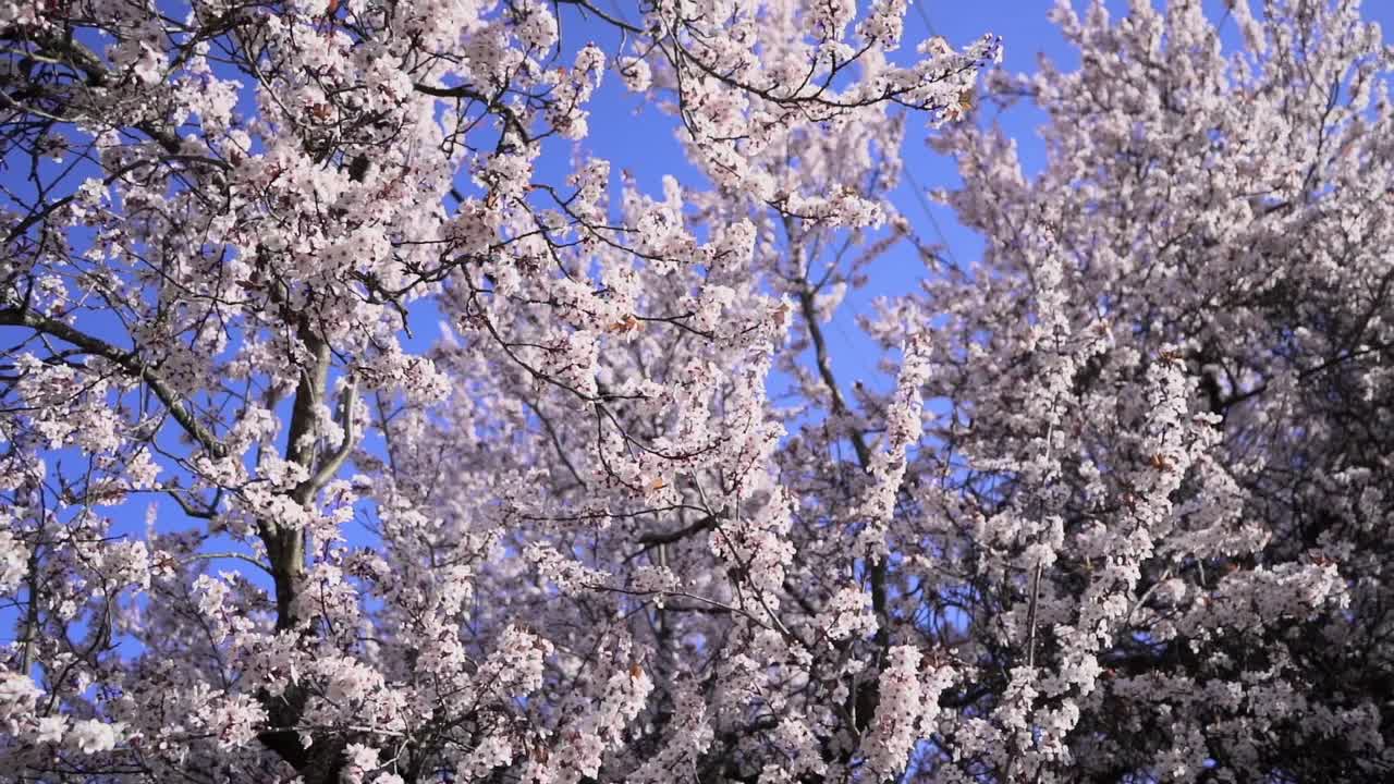 하얀 수양 벚나무에 아름다운 꽃