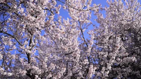 Beautiful-flowers-on-a-White-Weeping-Cherry-Tree