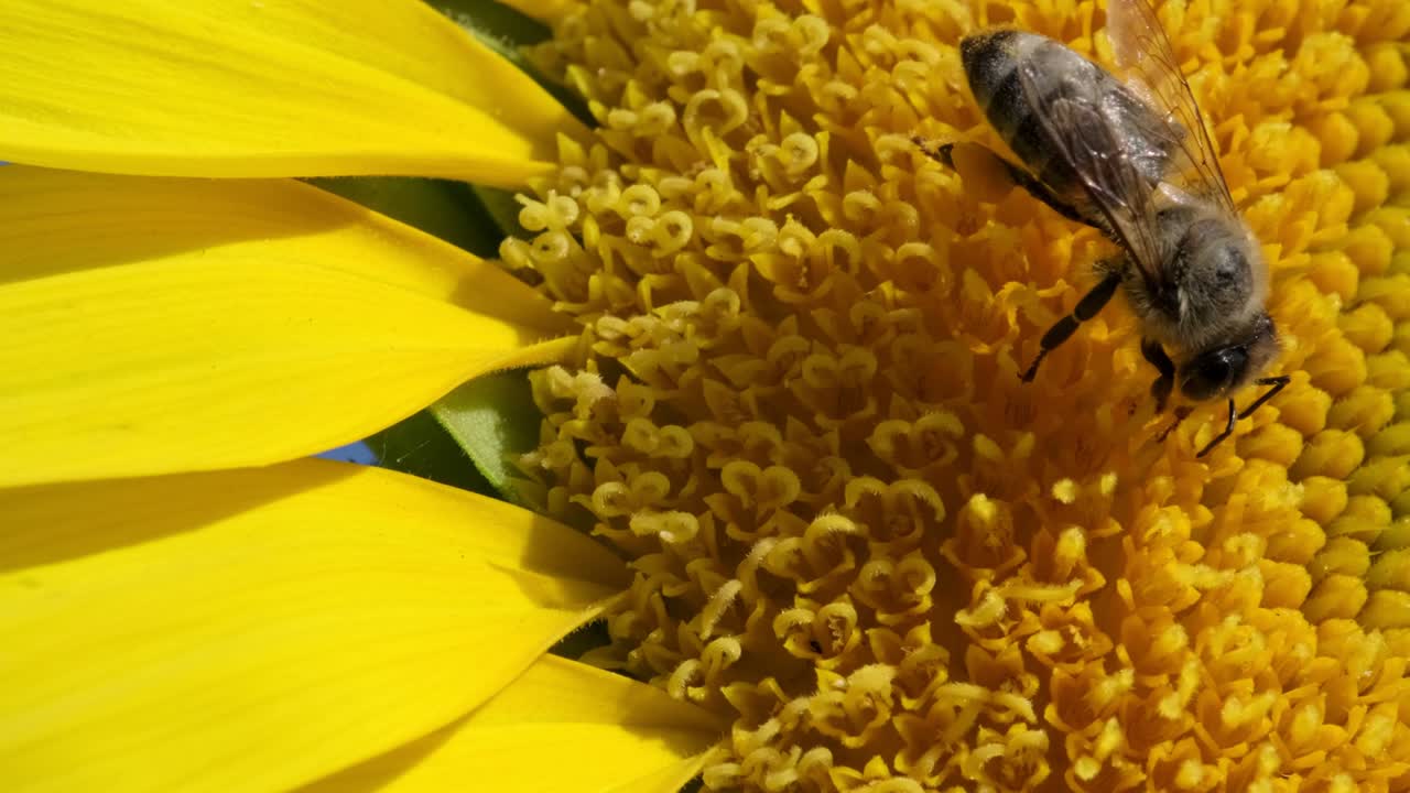 Close-up de um girassol com uma abelha polinizando-o, no campo de girassóis