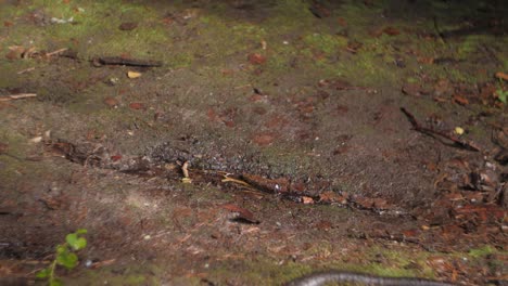 Water-drops-from-huge-rock-mountain-in-forest-slow-motion,-moss-and-moody-forest,-rain,-ground-view-in-a-crack