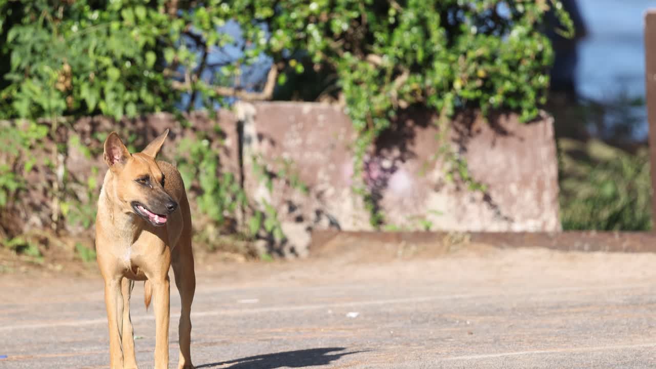 un perro camina hacia adelante y luego se vuelve para irse