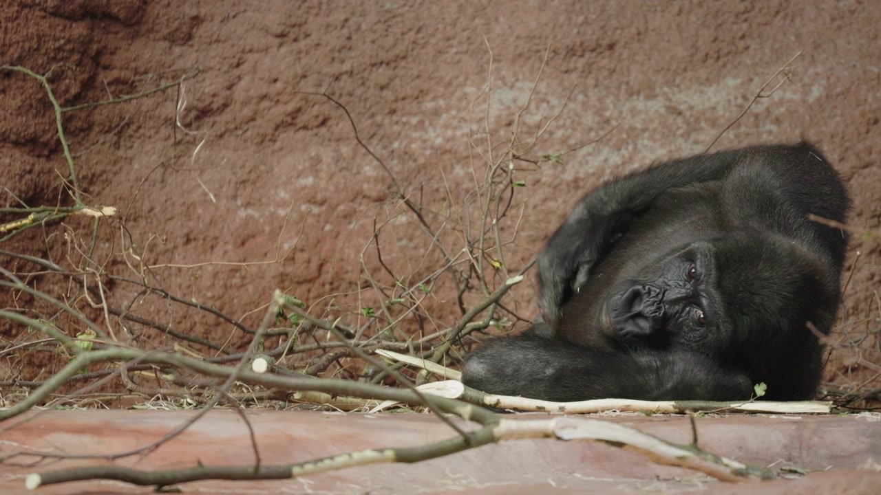 Gorilla sdraiato e che si gratta accanto ai rami