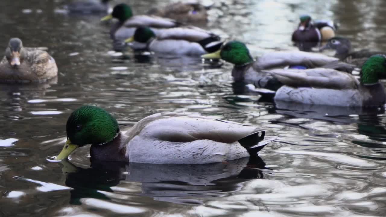medium shot of mallard duck flock floating in a pond