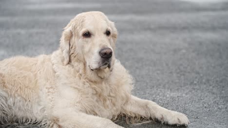 waiting golden retriever dog