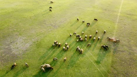 Drone-De-Vista-Aérea-De-Una-Manada-De-Búfalos-De-Agua-Pastando-En-Un-Campo-De-Hierba