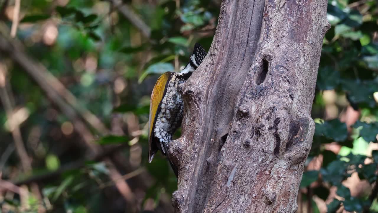 visto en el lado izquierdo del árbol buscando alimento para algunas larvas luego vuela lejos, flameback dinopium javanense común, hembra, tailandia
