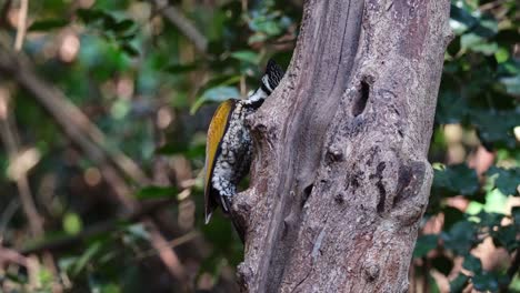 Seen-on-the-left-side-of-the-tree-foraging-for-some-grubs-then-flies-away,-Common-Flameback-Dinopium-javanense,-Female,-Thailand