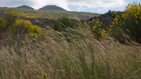 scenic landscapes in spring around the volcano mt. etna in sicily, italy