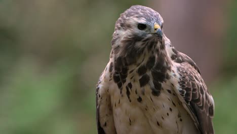 Frontal-shot-of-alert-Common-Buzzard-looking-around-for-prey