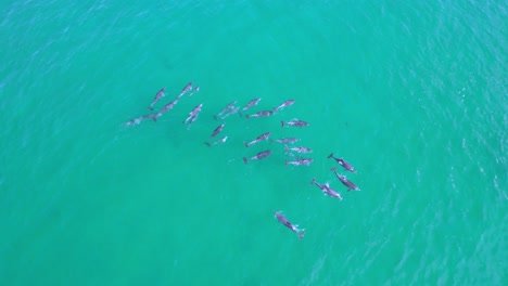 Friendly-dolphin-pod-play-with-surfer-bondi-beach-sydney-australia-aerial-drone-shot