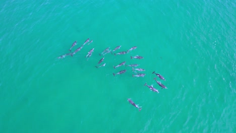 amigable grupo de delfines jugando con el surfista bondi beach sydney australia disparo aéreo de drone