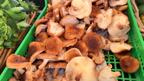 Fresh-organic-shiitake-mushrooms-for-sale-at-a-local-farmers-market-in-Marbella-Spain,-healthy-bio-vegetables,-4K-shot