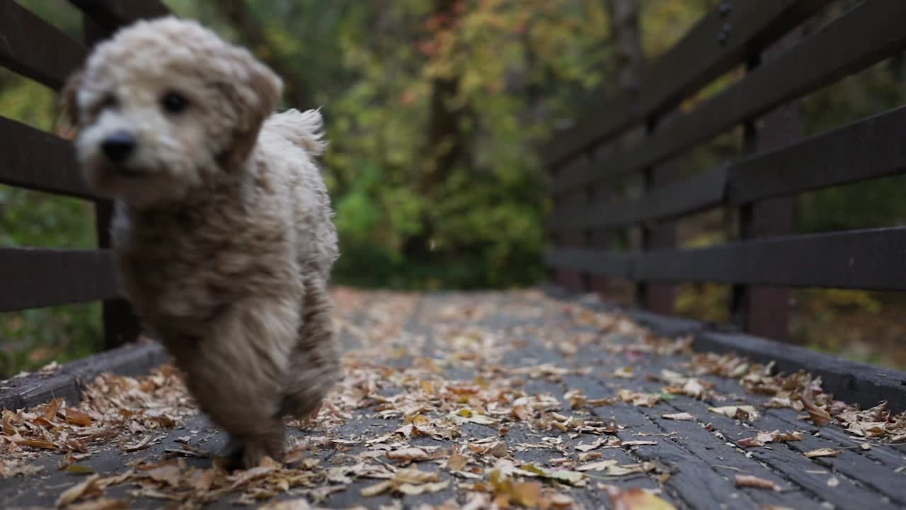 슬로우 모션으로 실행되는 귀엽고 푹신한 미니 황금 두들 강아지