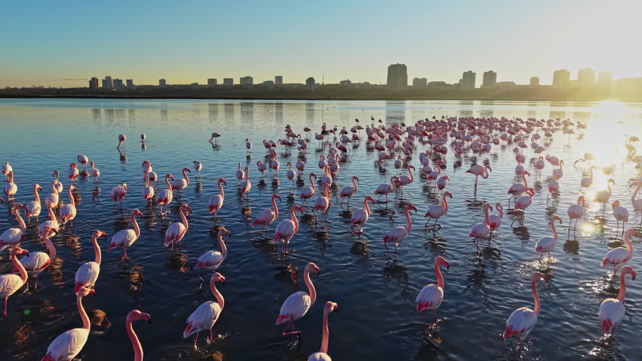 Flamingos gathered in water at sunset near city skyline in soft light