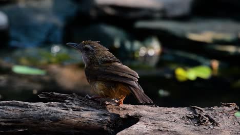 The-Abbot’s-Babbler-is-found-in-the-Himalayas-to-South-Asia-and-the-Southeast-Asia