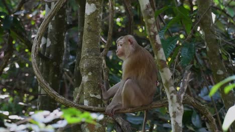 Der-Nördliche-Schweinsschwanzmakake-Ist-Ein-Primat,-Der-Häufig-Im-Khao-Yai-Nationalpark-Vorkommt,-Obwohl-Er-Eine-Gefährdete-Art-Ist