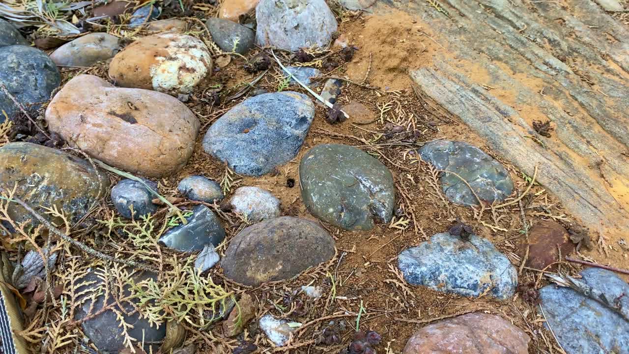 새와 그들의 둥지