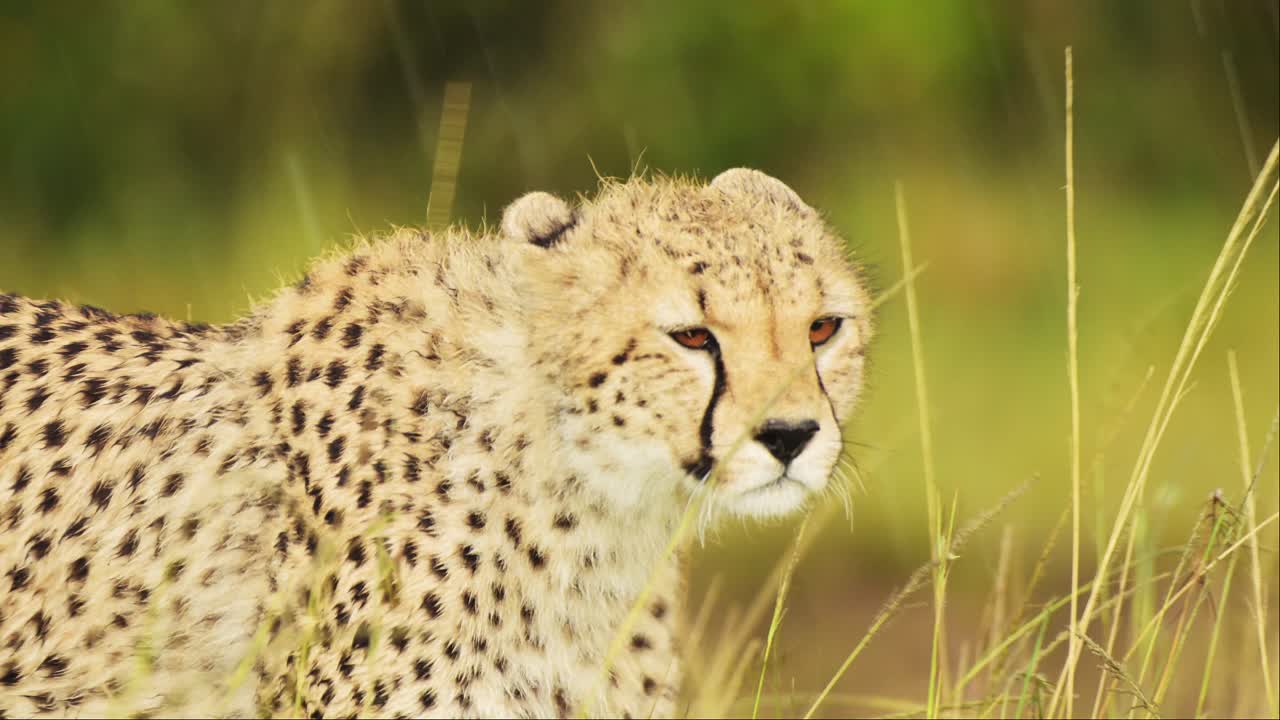 disparo en cámara lenta de primer plano disparo de guepardo caminando en un exuberante paisaje de pastizales, vida silvestre africana en la reserva nacional de maasai mara, kenia, áfrica animales de safari en la reserva de masai mara norte