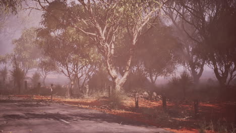 misty morning view of eucalyptus trees along a quiet road in australia